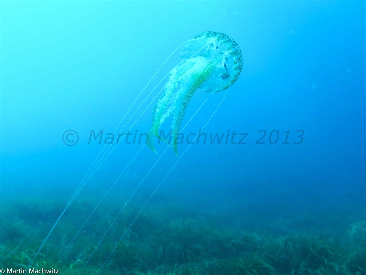 Medusa Qualle Yellyfish